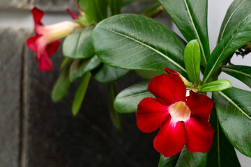 The dessert rose or adenium obesum flower has dark red color