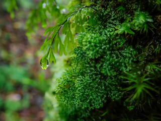 Green Fern Leaves Close Up View, Nature Abstract Background, Botanic Wallpaper 