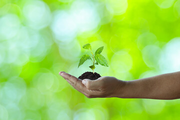 Growing tree in human hand on green background. Saving environment. Renewable resources to reduce pollution. ESG concept for environmental, social sustainable business company governance and finance.
