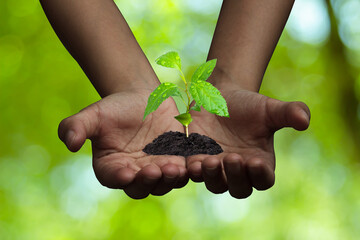 Growing tree in human hand on green background. Saving environment. Renewable resources to reduce...