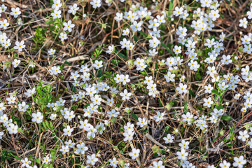 A cute little Rock jasmine flower with white petals. whisper of spring - Androsace umbellata