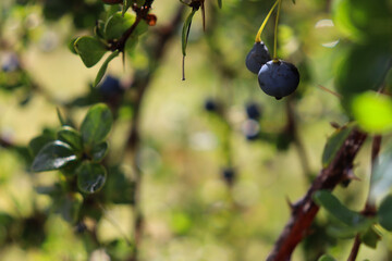 Frutos de Calafate (Berberis microphylla) chileno