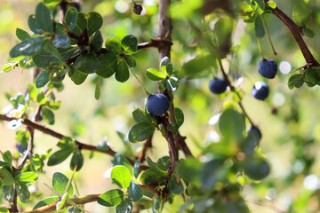 Frutos de Calafate (Berberis microphylla) chileno