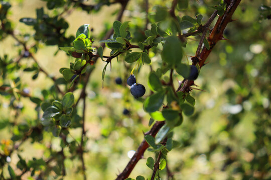 Frutos de Calafate (Berberis microphylla) chileno