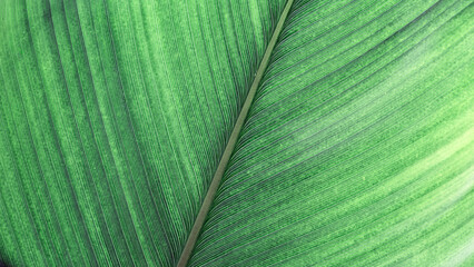 Naklejka premium Green palm leaf macro, textured tropical leaves summer tropical plant as natural background. Green monochrome aesthetic botanical texture, wild nature foliage scenery, selective focus, close up