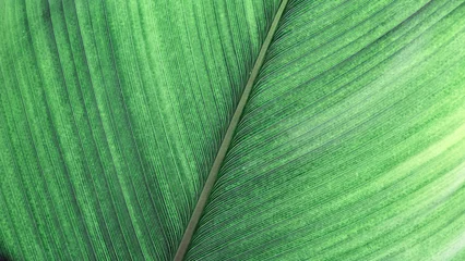 Fototapeten Green palm leaf macro, textured tropical leaves summer tropical plant as natural background. Green monochrome aesthetic botanical texture, wild nature foliage scenery, selective focus, close up © yrabota