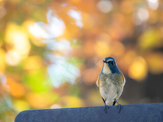 森の中で木陰にある道標の看板に留まっているルリビタキの雄