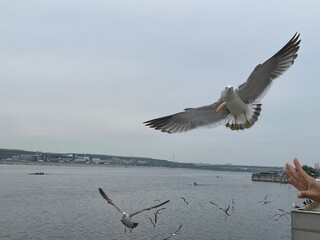 해안가의 갈매기