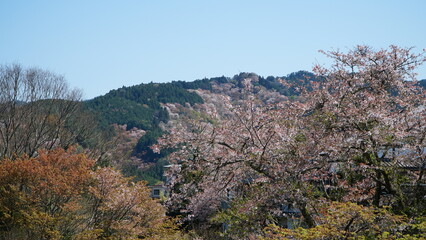 奈良県吉野上千本の桜を望む - obrazy, fototapety, plakaty