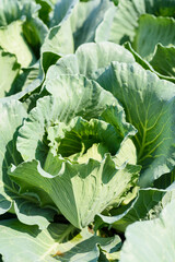 Fresh Chinese cabbage in an organic farming field Ingredients for cooking healthy food