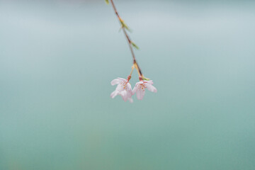 경주의 봄 벚꽃 풍경