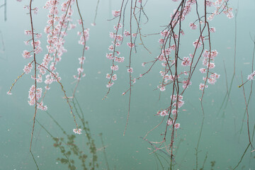 경주의 봄 벚꽃 풍경