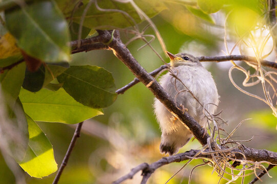 A fluffy baby bird (northern parula warbler, Setophaga Americana) perched on a branch looking cute in Sarasota, Florida 