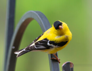 Gold Finch Perched