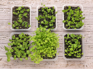 Six plastic containers with flower seedlings on a wooden background.