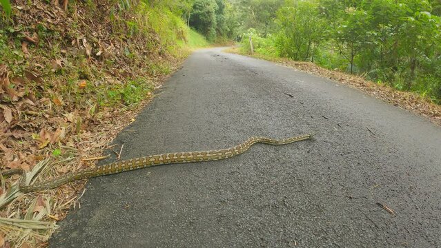 Large Carpet Snake, Crossing A Deserted Road, Australian Python Also Known As Morelia Spilota