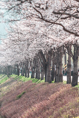 한국의 벚꽃이 보이는 풍경 