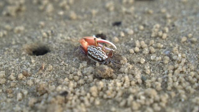 Close up shot of a male sand fiddler crab in its natural habitat, foraging and sipping minerals on the sandy tidal flat, feeds on micronutrients and creates tiny sand balls around its burrow.