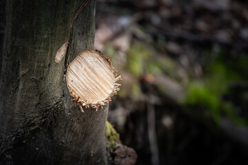 Freshly sawn tree stump in the forest, highlighting the raw cut wood texture and the environmental impact of logging.