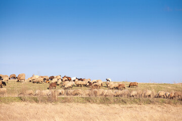 Panorama of the plains of vojvodina in deliblatska pescara, the deliblato sandlands, with dry winter grass with a flock and herd of white sheeps, with short wool, standing and grazing, eating.