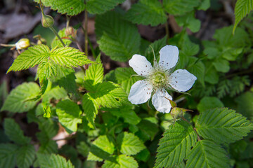野いちごの花 野苺 野イチゴ