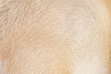 Dog fur soft smooth patterns light brown  texture or Nature animal hair on background