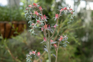 多肉植物のエケベリア／ピンクの花と蕾