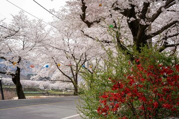 벚꽃이 하얗게 핀 하동 섬진강 주변의 봄 풍경
