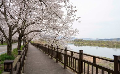 Fototapeta na wymiar 벚꽃이 하얗게 핀 하동 섬진강 주변의 봄 풍경