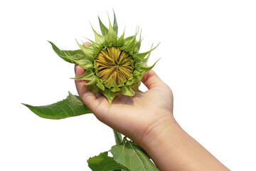 Close Up sunflower in female hand isolated on white background..