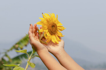 Close Up sunflower in female hand