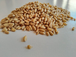 Wheat pile heap, isolated on white background, Golden yellow grain texture pile