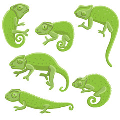 vector drawing set of green chameleons isolated at white background, hand drawn illustration