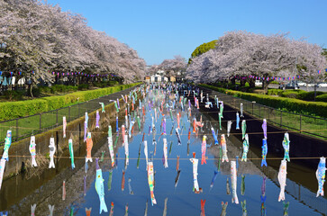 Carp streamers hang up over Tsuruuda River and cherry blossom trees in Gunma Prefecture, Japan