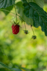 Raspberries Fruits on Bush in Farm or Garden. Harvest or Picking raspberry. Greenery background leaves. Copy space for text. Countryside