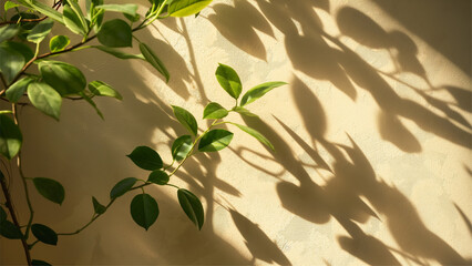 Decorative plant in empty luxury studio showcase for product presentation. The shadow of the leaves of the plant on the wall.