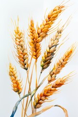 Wheat ears watercolor illustration