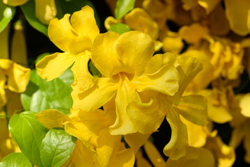 Yellow cat craw creeper flower blossom in summer season