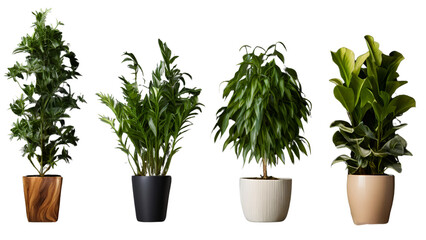 Beautiful House plants in different colors of pot in white background