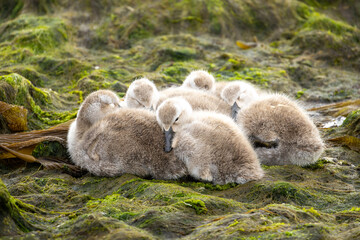 Flying steamer duck (Tachyeres patachonicus) ducklings.  Falkland Islands.