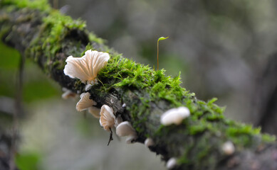 Wild mushroom sprouting fromt he dead log