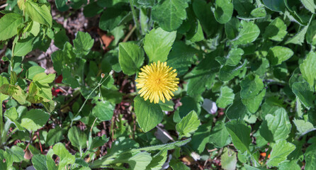 A dandelion found on the side of the road. Warm sunshine - Taraxacum officinale