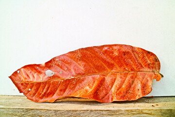 Long leaf on wood 