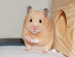 Syrian hamster stands up and strikes a very cute pose