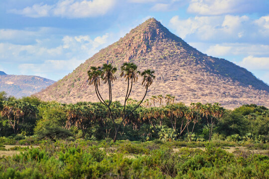 Mount Lolpopong,the pyramid mountain of the Sambur reserve dominates the doum palm studded landscape at the Buffalo Springs Reserve in Samburu County, Kenya