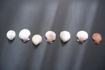 Simple Shells composition on dark background. Summer and ocean concept background. 