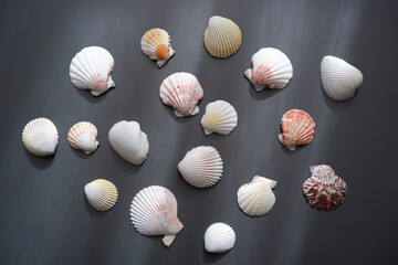 Simple Shells composition on dark background. Summer and ocean concept background. 