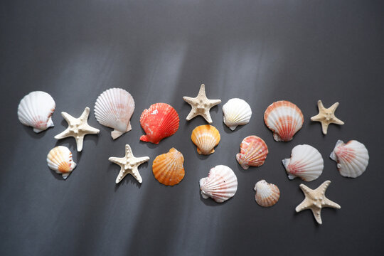 Simple Shells composition on dark background. Summer and ocean concept background. 