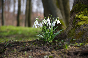 Snowdrops near the base of moss covered tree trunk
