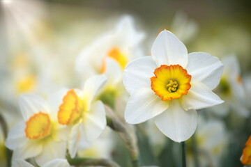 White daffodils also known as narcissus in full bloom